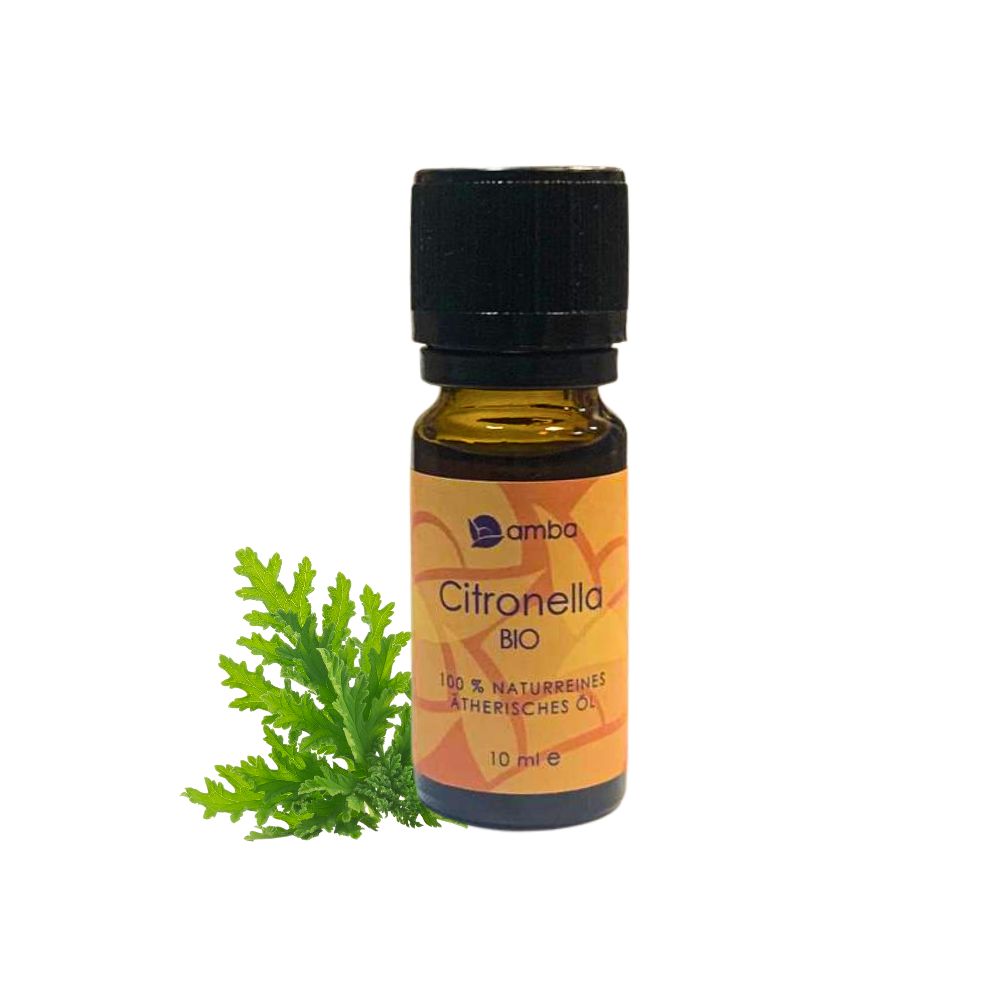Ätherisches Öl Citronella. Citronella Pflanze im Hintergrund